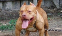 比特猛犬爆料视频播放下载,独家播放与下载解析